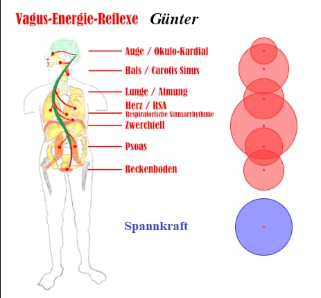 Vagusreflexe_Kohaerente_Stimme