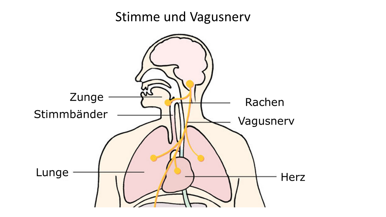 Kohaerente_Stimme_Vagusnerv