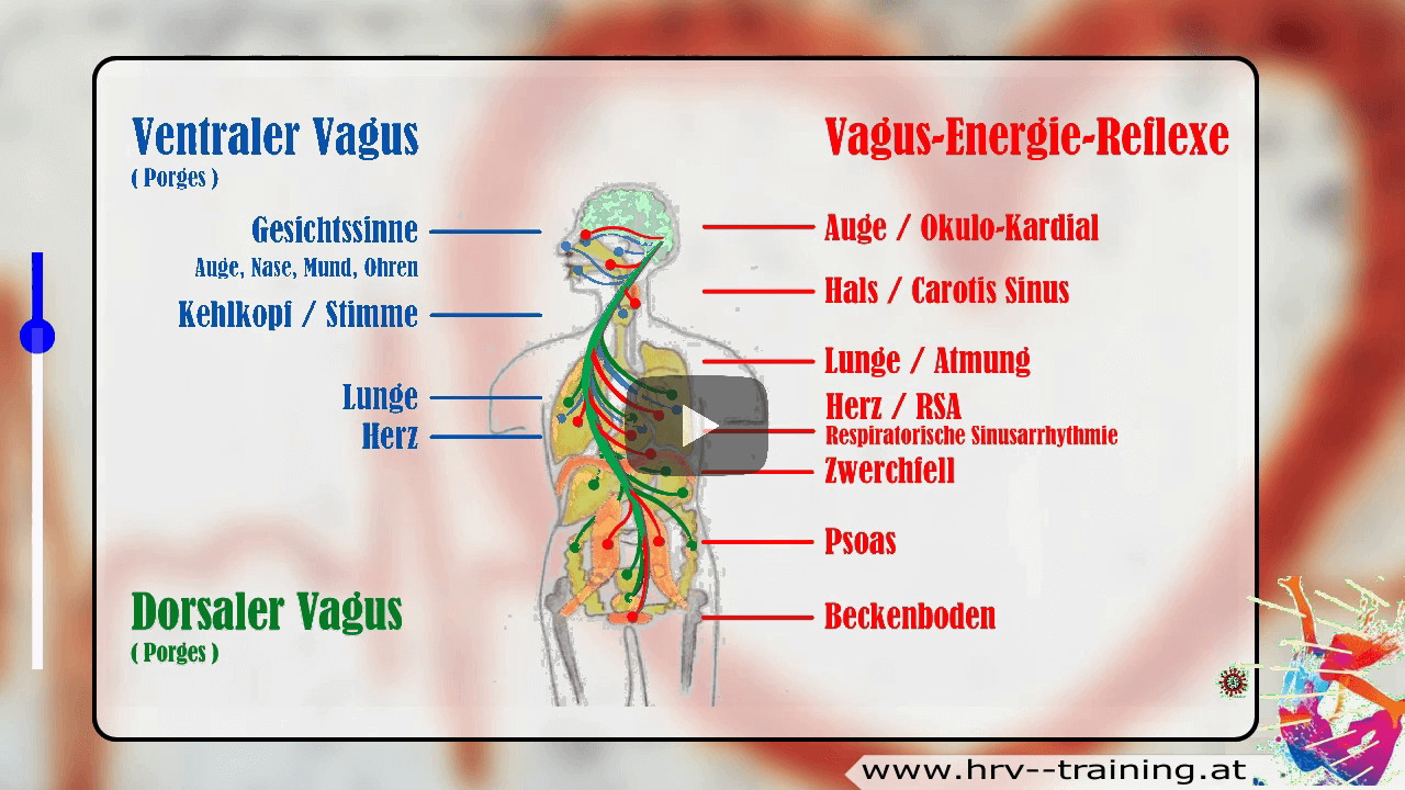 Vagusnerv-bungen * Vagus-Energie-Reflexe * Vagus-Energie durch Bewegung, Tonus, Rhythmus